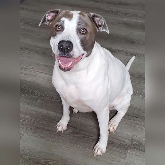 Meet your Posher, Krystal - Picture 2 of 3